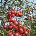 Malus x 'Evereste' fruit P28